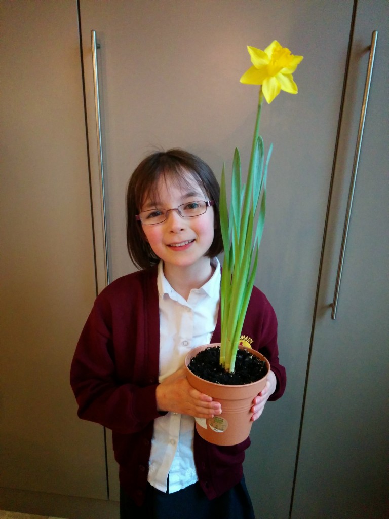 Nona's daffodil