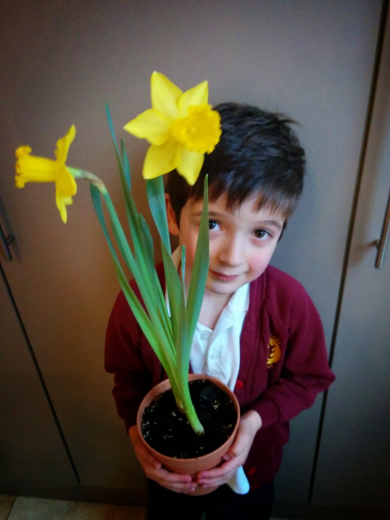 Duncan's daffodil