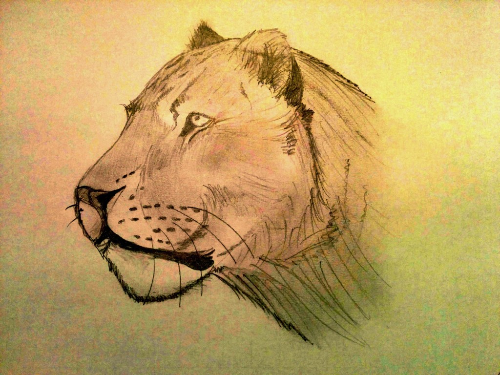 Lioness, by Daddy